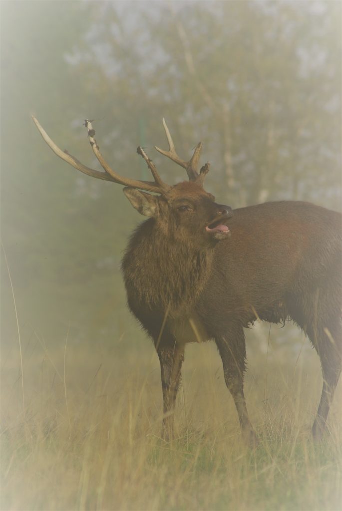 le brame du cerf au parc de merlet